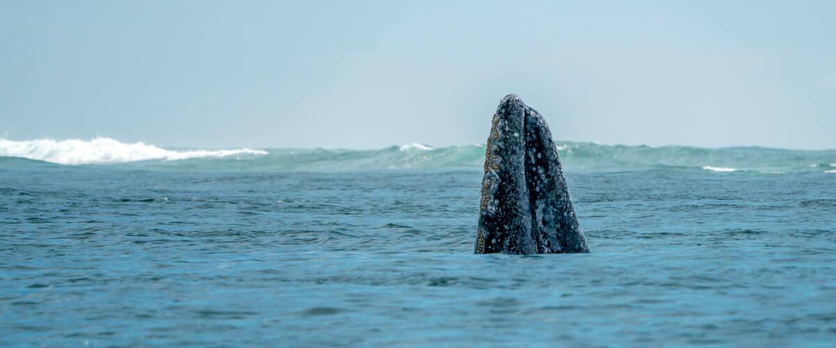 A whale breaching the ocean surface.