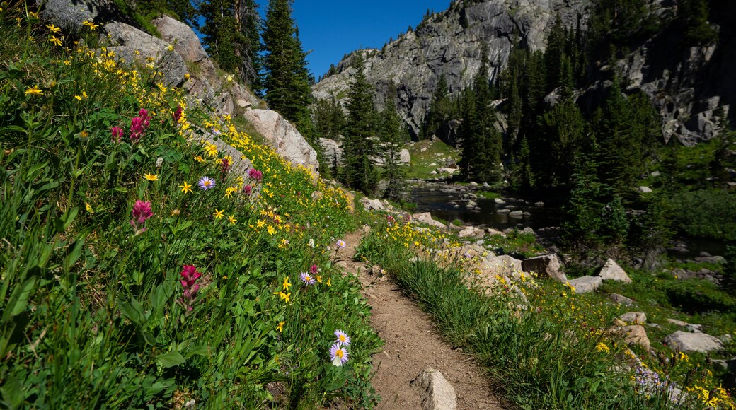 Wildflowers on the Beaten Path in Montana