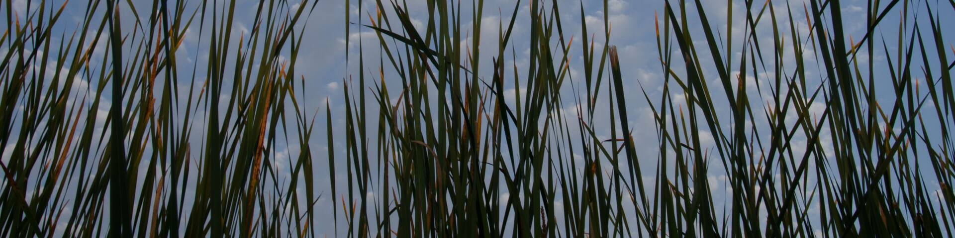 Tall grasses against an early morning sky
