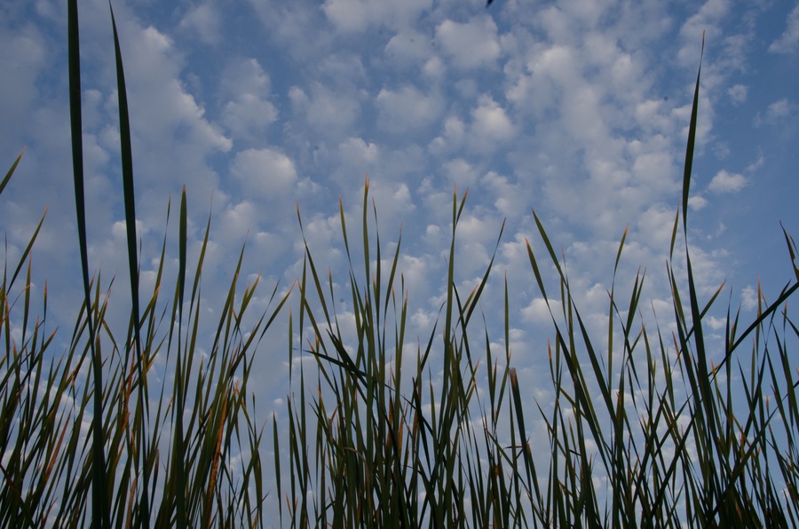 Tall grasses against an early morning sky