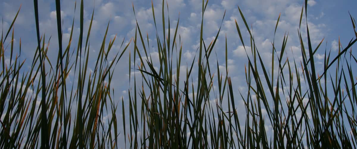 Tall grasses against an early morning sky