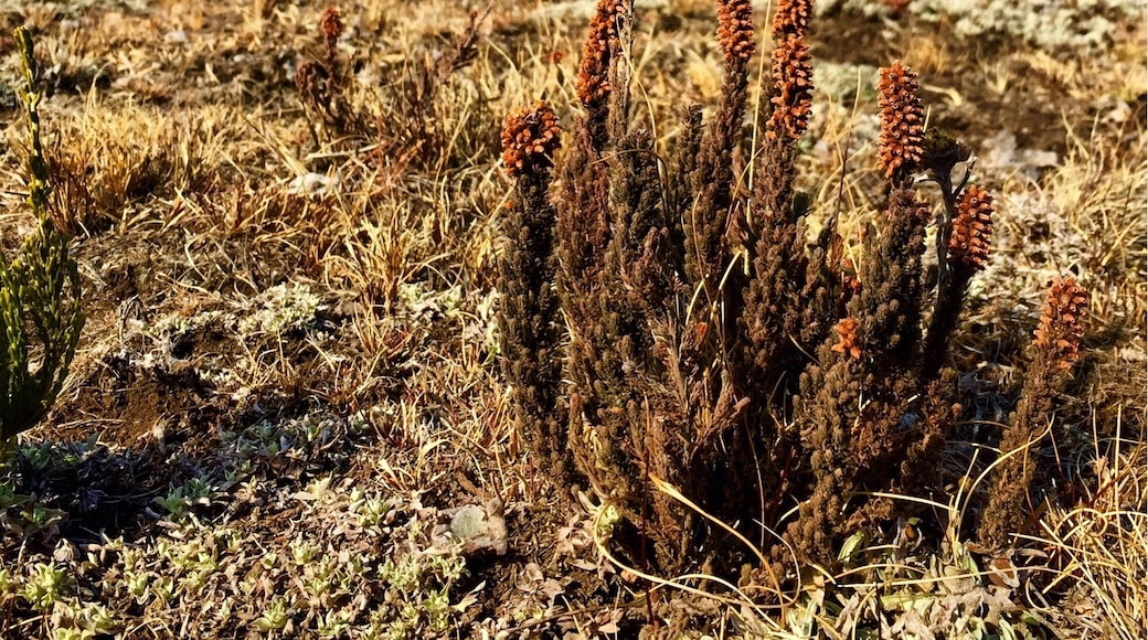 There is heaps of fantastic hiking in this area. Just follow the paths used by shepherds.