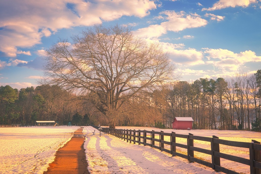 A winter landscape of a path in the snow leading to a large, majestic tree and a red barn in the background at Lake Benson Park in Garner, North Carolina.
