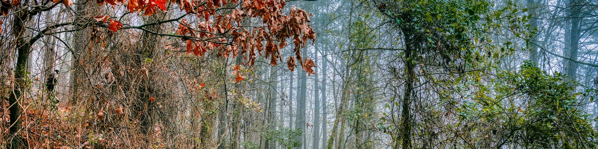A forest path with fallen leaves, dense trees, and a misty atmosphere.