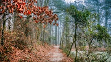 A beautiful autumn trail by a tree-lined waters at Lake Benson Park in N.C.