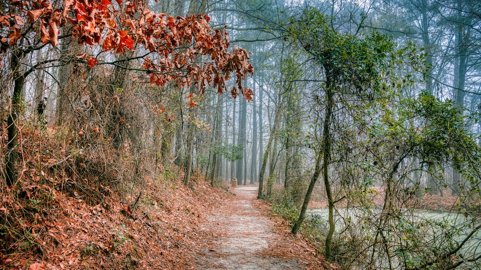 A forest path with fallen leaves, dense trees, and a misty atmosphere.