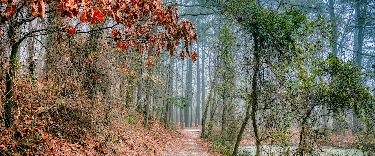 A forest path with fallen leaves, dense trees, and a misty atmosphere.