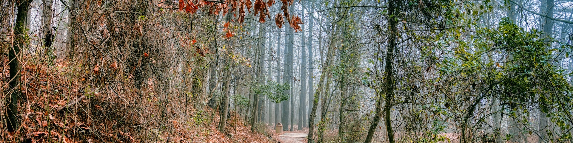 A forest path with fallen leaves, dense trees, and a misty atmosphere.
