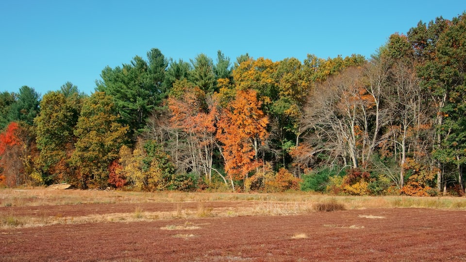 A field with autumn-colored trees and a clear blue sky.