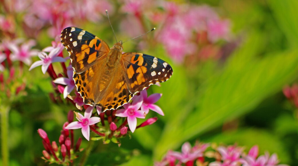 Almost like a watercolor.