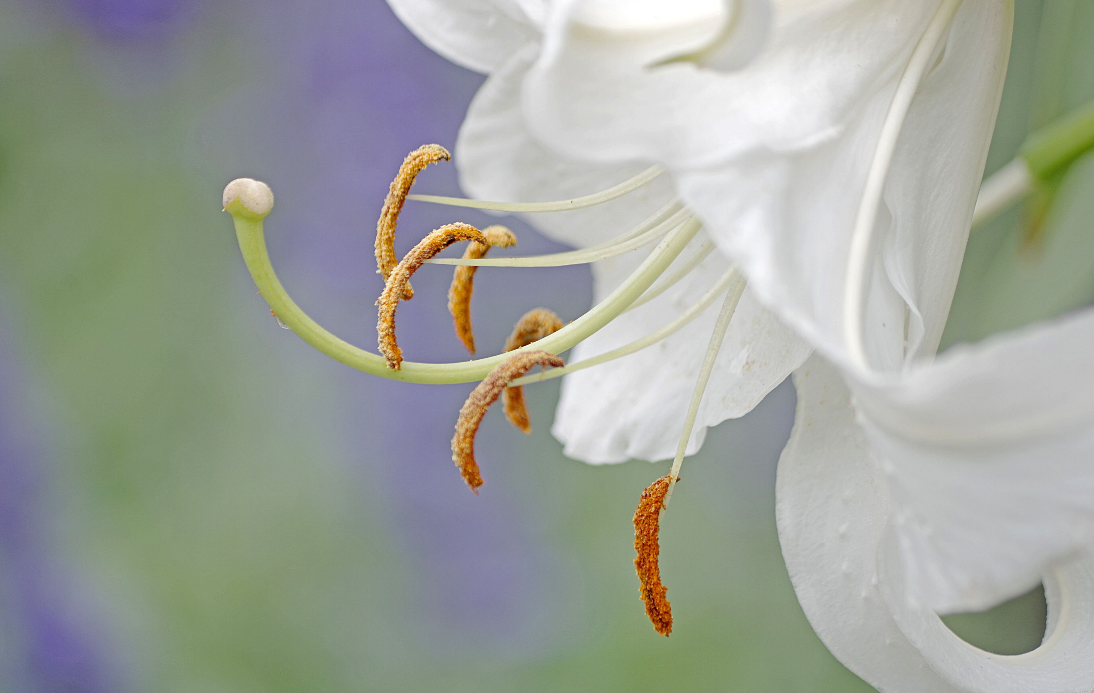 Just a plain white Lilly. But what a beauty.