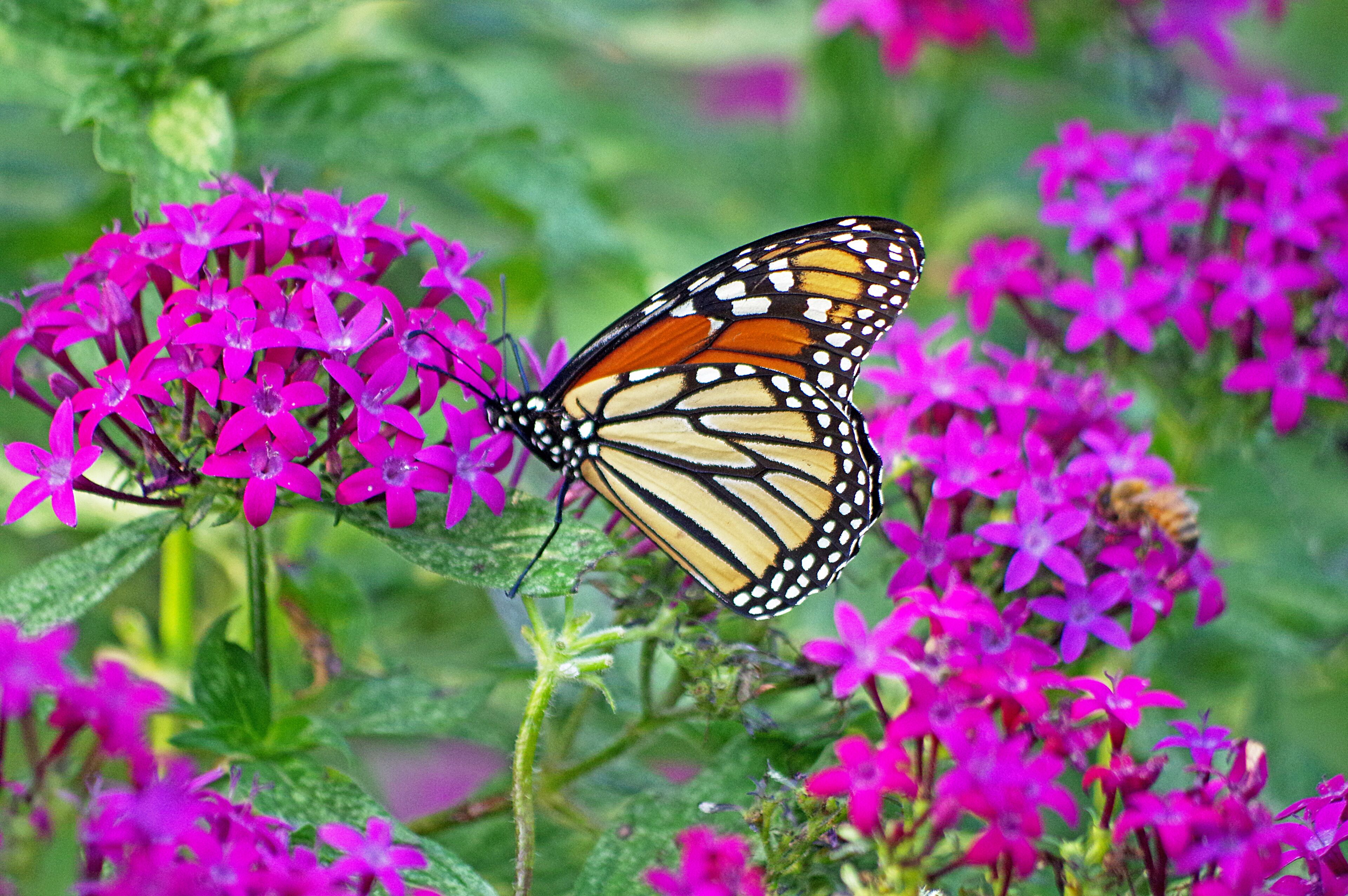 The flowers, the Monarch and the bumblebee in the background. #Nature