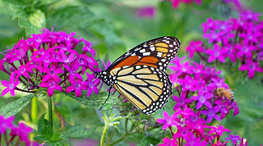 The flowers, the Monarch and the bumblebee in the background. #Nature