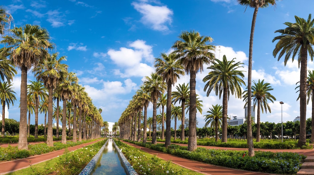 Panorama of Palm trees in The Arab League Park ( Parc de la Ligue Arabe ) in Casablanca, Morocco. Main attraction and beautiful green garden in the center of the city. next to the Cathedral