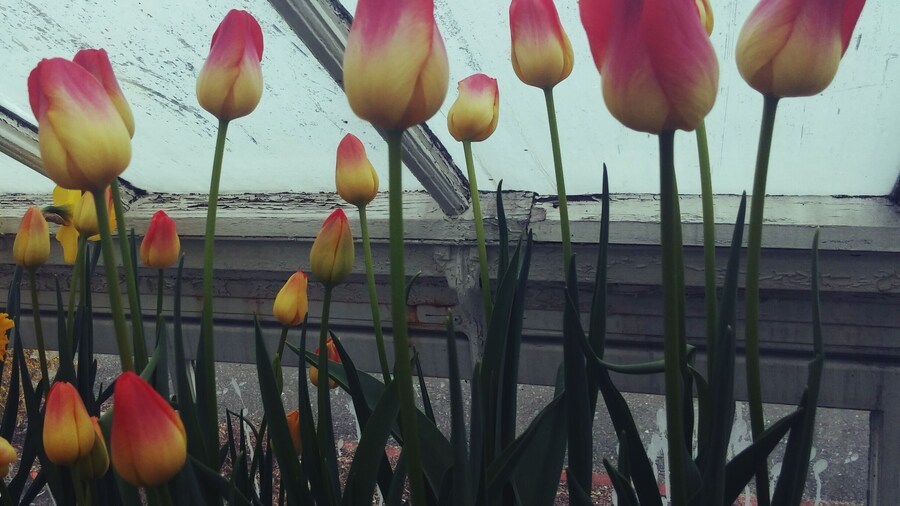 Beautiful greenhouse at Mt Holyoke with multiple different rooms to explore w/ color coordinated flowers, the prickliest of cacti and giant lilly pads.