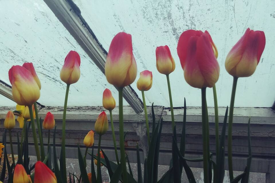 Des tulipes dans une serre, avec un mur blanc en arrière-plan.