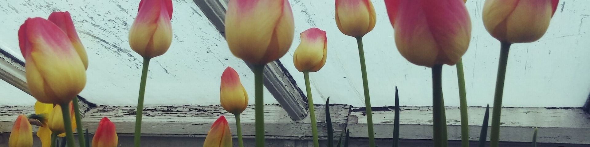 Beautiful greenhouse at Mt Holyoke with multiple different rooms to explore w/ color coordinated flowers, the prickliest of cacti and giant lilly pads.