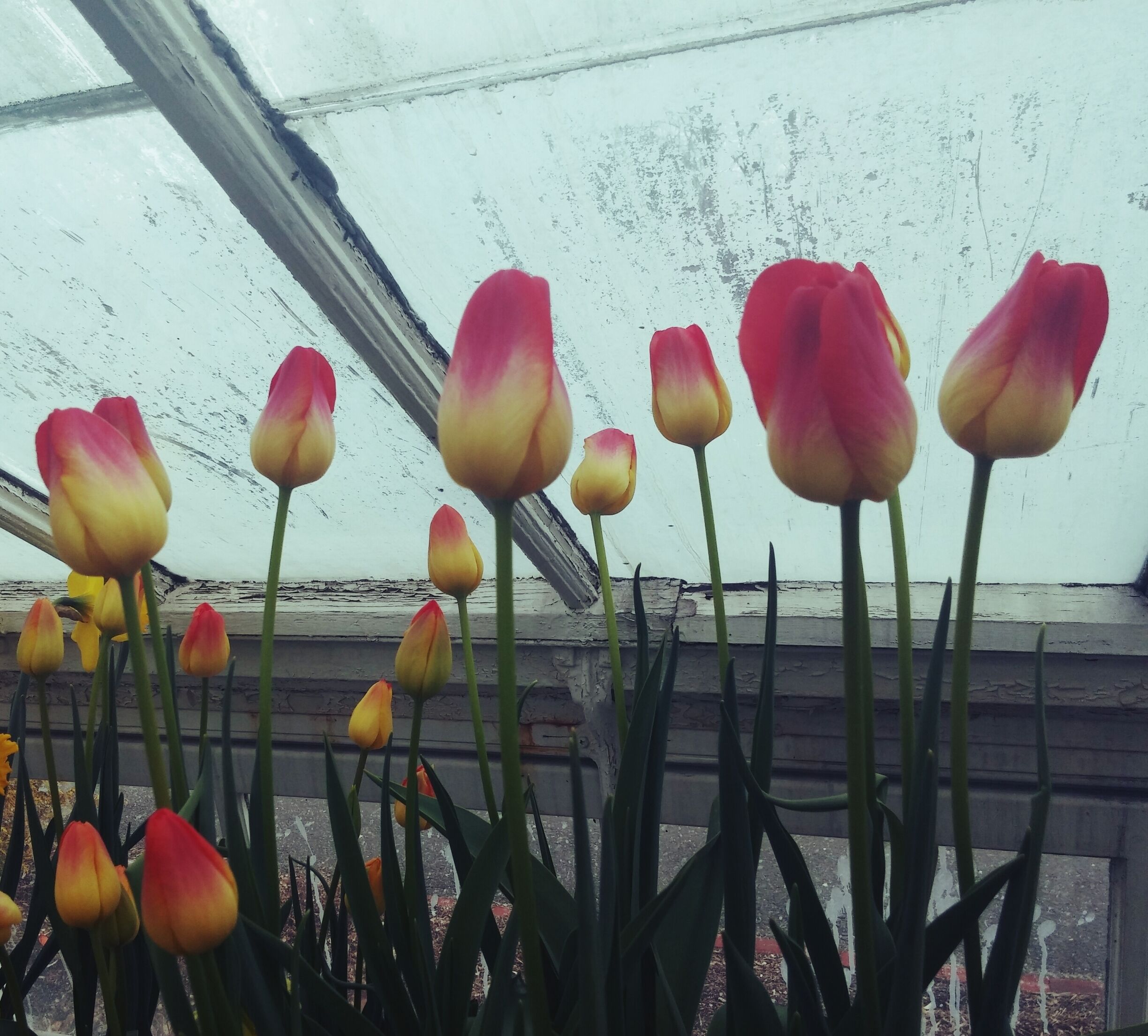 Tulips in a greenhouse with a white wall in the background.