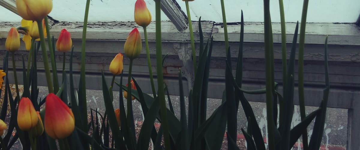 Tulips in a greenhouse with a white wall in the background.
