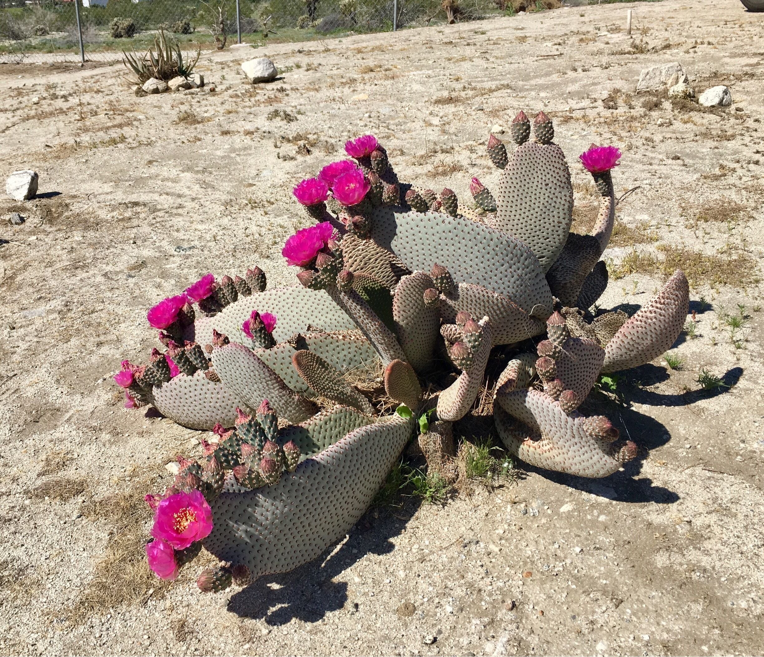 Prickly pear in bloom. 

#california
#desertblooms

(March 2017)