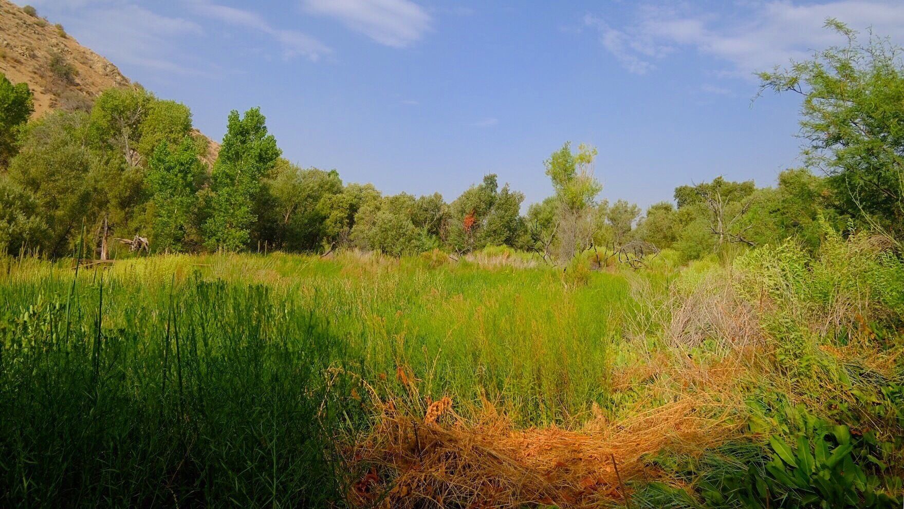 Took this photo while doing a breathtaking hike at the Big Morongo Canyon Preserve close to Palm Springs in #California. The colors were deep and soothing, and a few of the plants smelled delicious (a combination of jasmine and parsley). It was an easy trail and, hands down, one of my favorite hikes in the West Coast. It felt like I was in an oasis. #travel #hiking