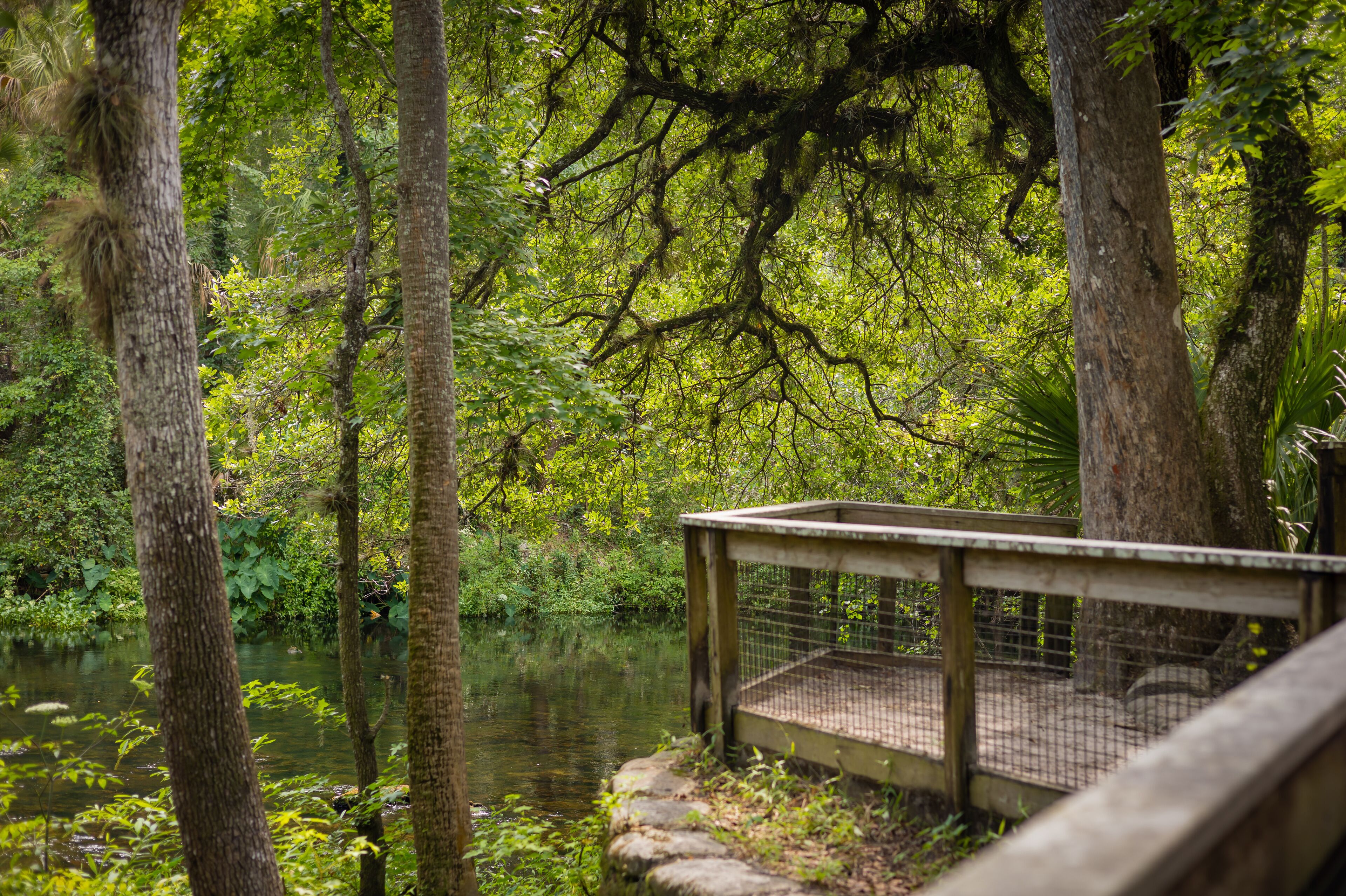 Hillsboro River State Park Tampa Bay Florida canopy of trees from look out point. Scenic Tranquil Hillsboro River State Park Flowers Trees Palms Northward Scenic View from overlooking the river. 