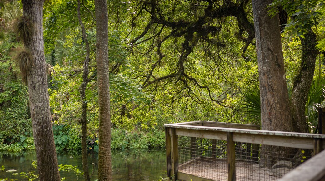 Hillsboro River State Park Tampa Bay Florida canopy of trees from look out point. Scenic Tranquil Hillsboro River State Park Flowers Trees Palms Northward Scenic View from overlooking the river.