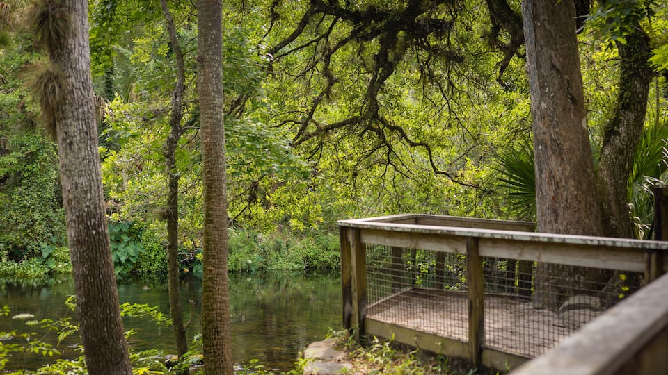 A wooden deck overlooking a calm river surrounded by dense forest.