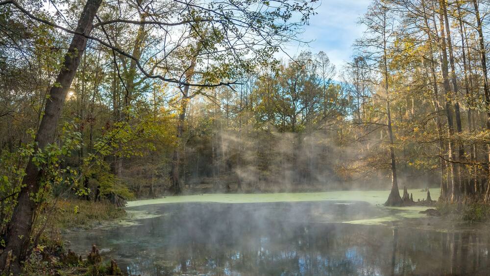 Early Morning Fog at Wes Skiles Peacock Springs State Park, Florida