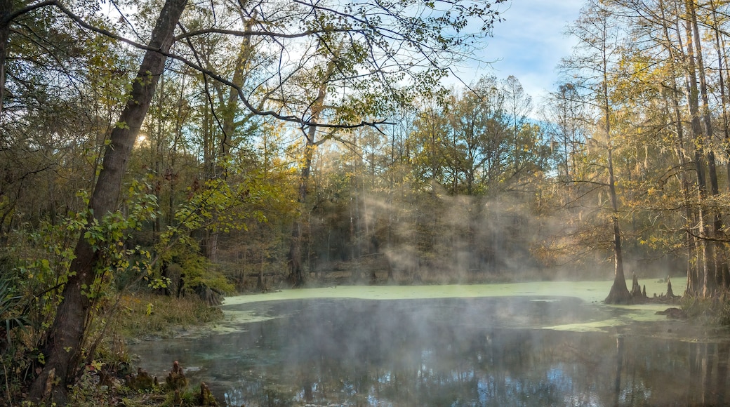 Early Morning Fog at Wes Skiles Peacock Springs State Park, Florida