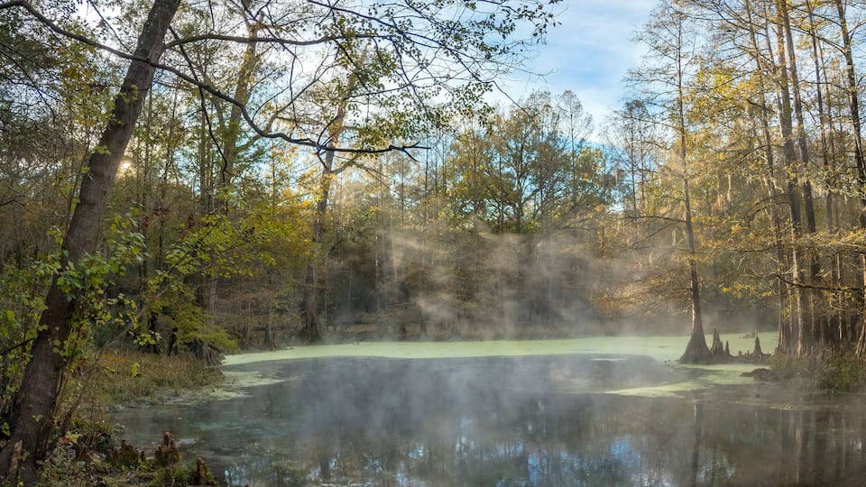 A swampy area with a body of water, surrounded by trees and vegetation.