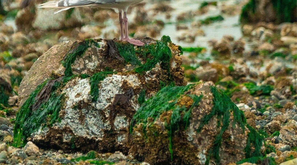 Great walk on the beach at low tide... we had some company