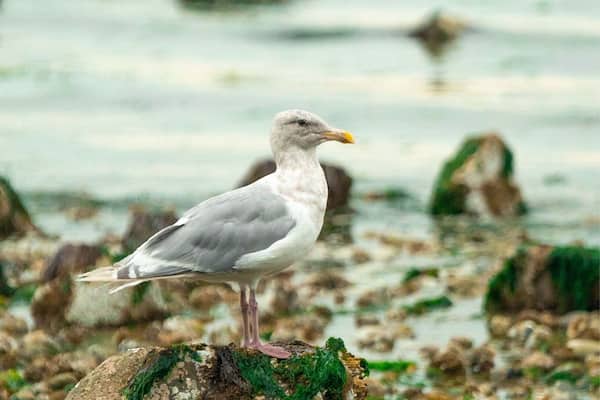 Great walk on the beach at low tide... we had some company