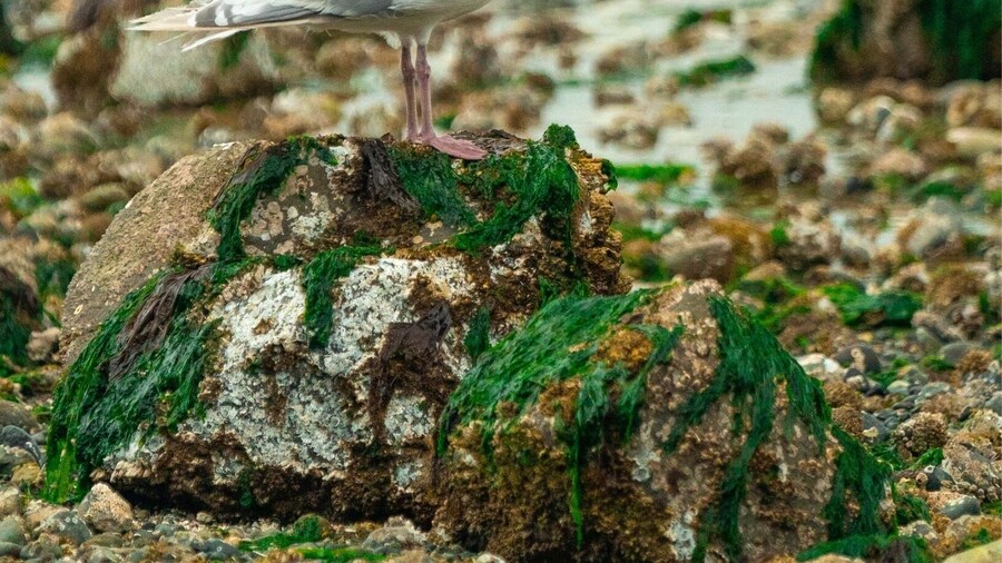 Great walk on the beach at low tide... we had some company