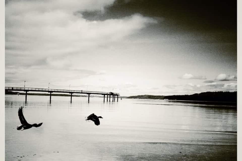 A bridge over calm water with birds flying near the shore.