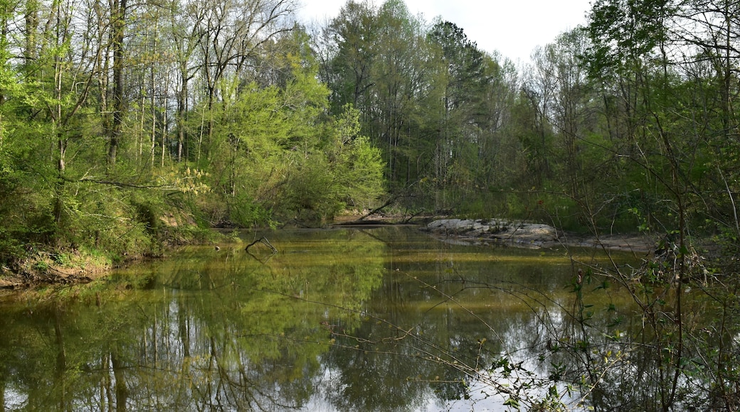 Pelahatchie Bay in Brandon Mississippi