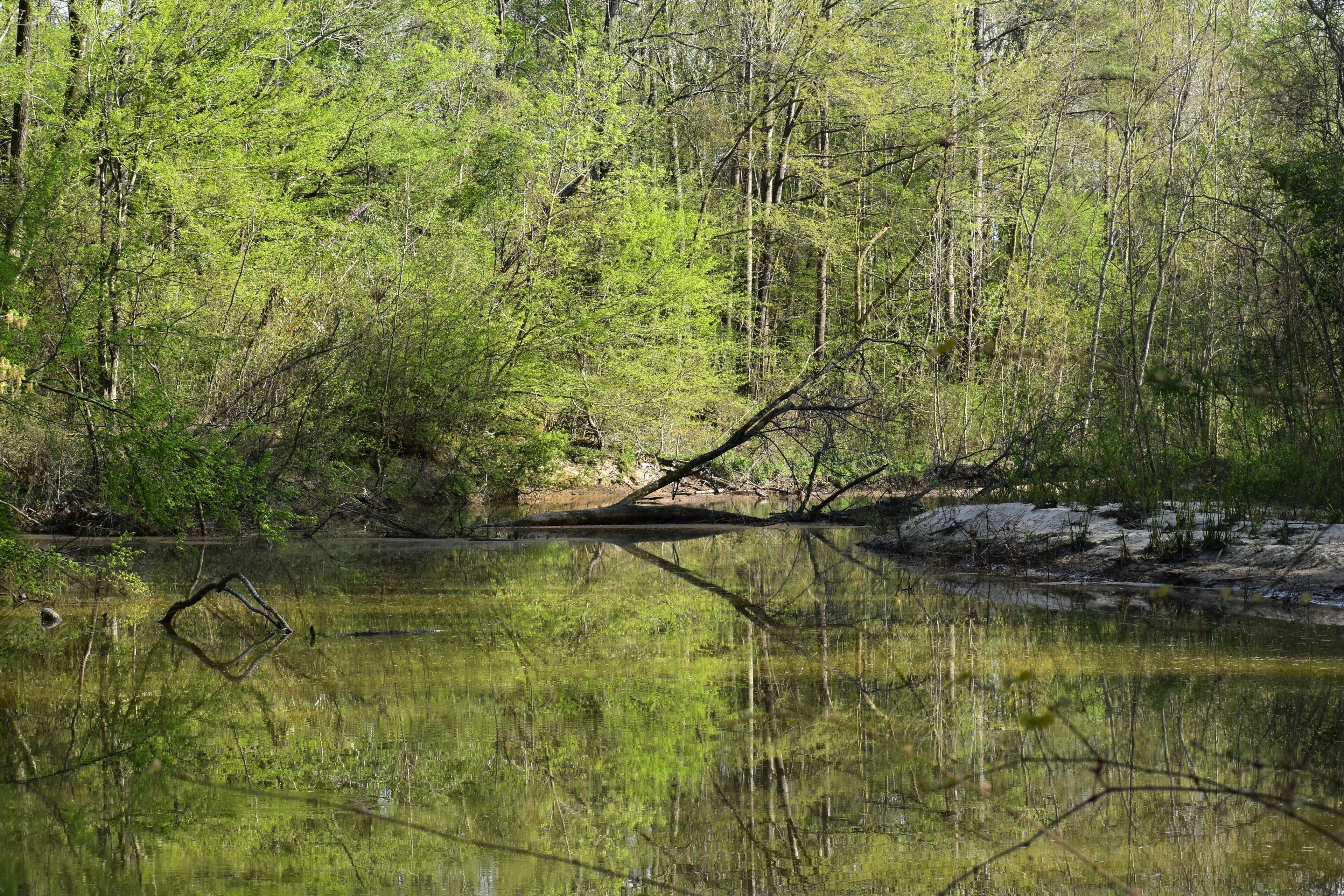 Zona boscosa amb un cos d'aigua tranquil·la que reflecteix els arbres i un tronc caigut.