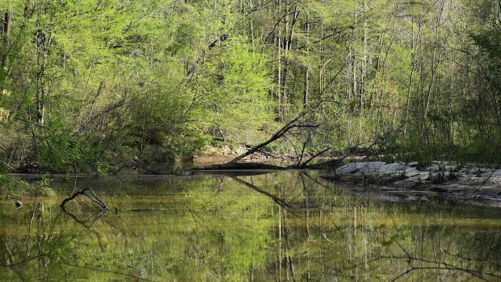 Une zone boisĂ©e avec une Ă©tendue dâeau calme oĂč se reflĂštent les arbres, ainsi quâun arbre abattu.