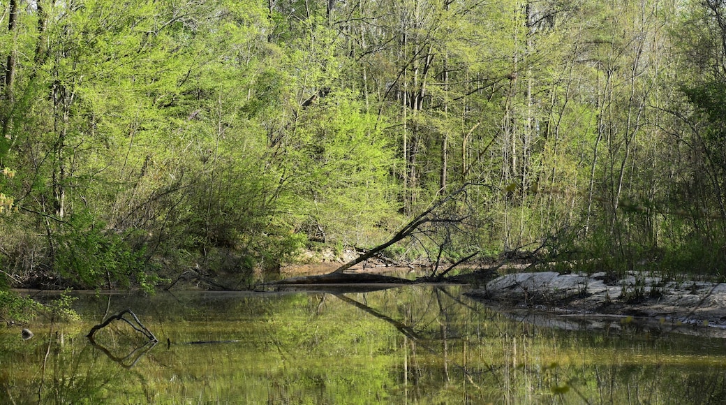 A forested area with a calm body of water reflecting trees and a fallen tree.