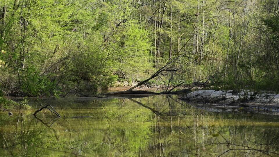 A forested area with a calm body of water reflecting trees and a fallen tree.