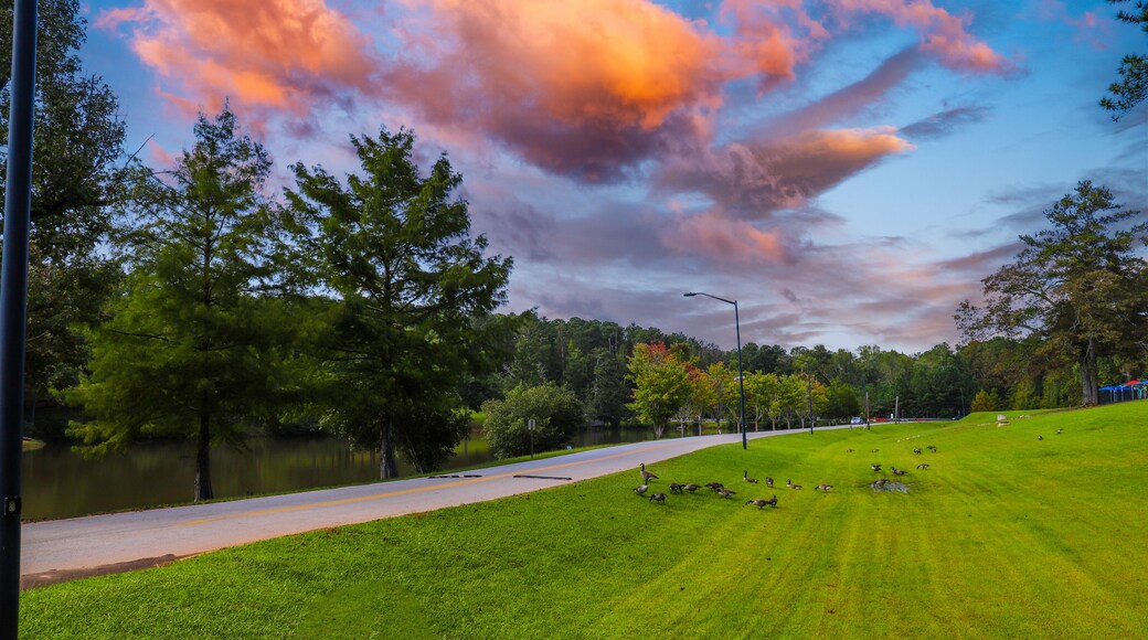 A shot of a the autumn landscape in the park at sunset with lush green and autumn colored trees, and still lake along a smooth road with Canadian geese walking on the lush green grass at Duncan Park