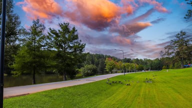 A shot of a the autumn landscape in the park at sunset with lush green and autumn colored trees, and still lake along a smooth road with Canadian geese walking on the lush green grass at Duncan Park