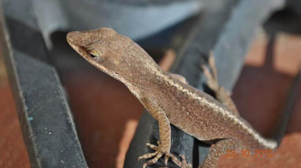 These lil lizards like to sunbathe. Always fun to photograph wildlife!