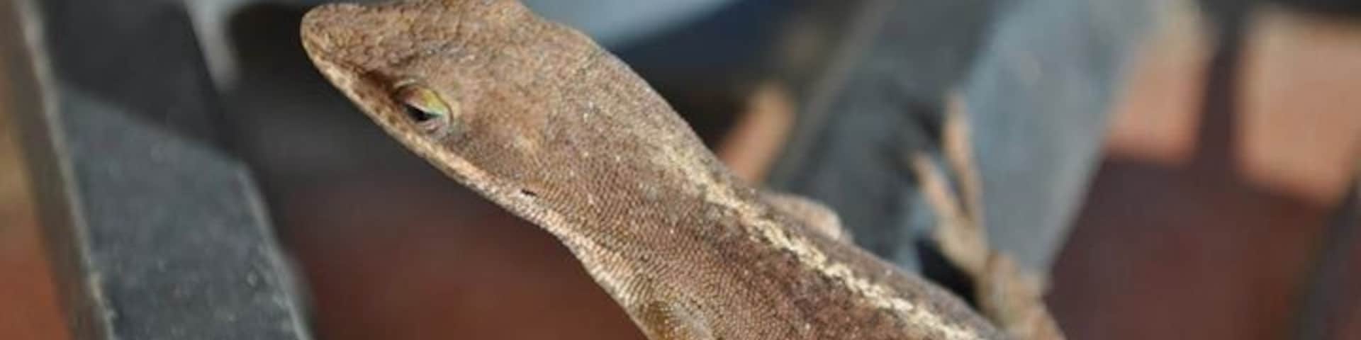 These lil lizards like to sunbathe. Always fun to photograph wildlife!