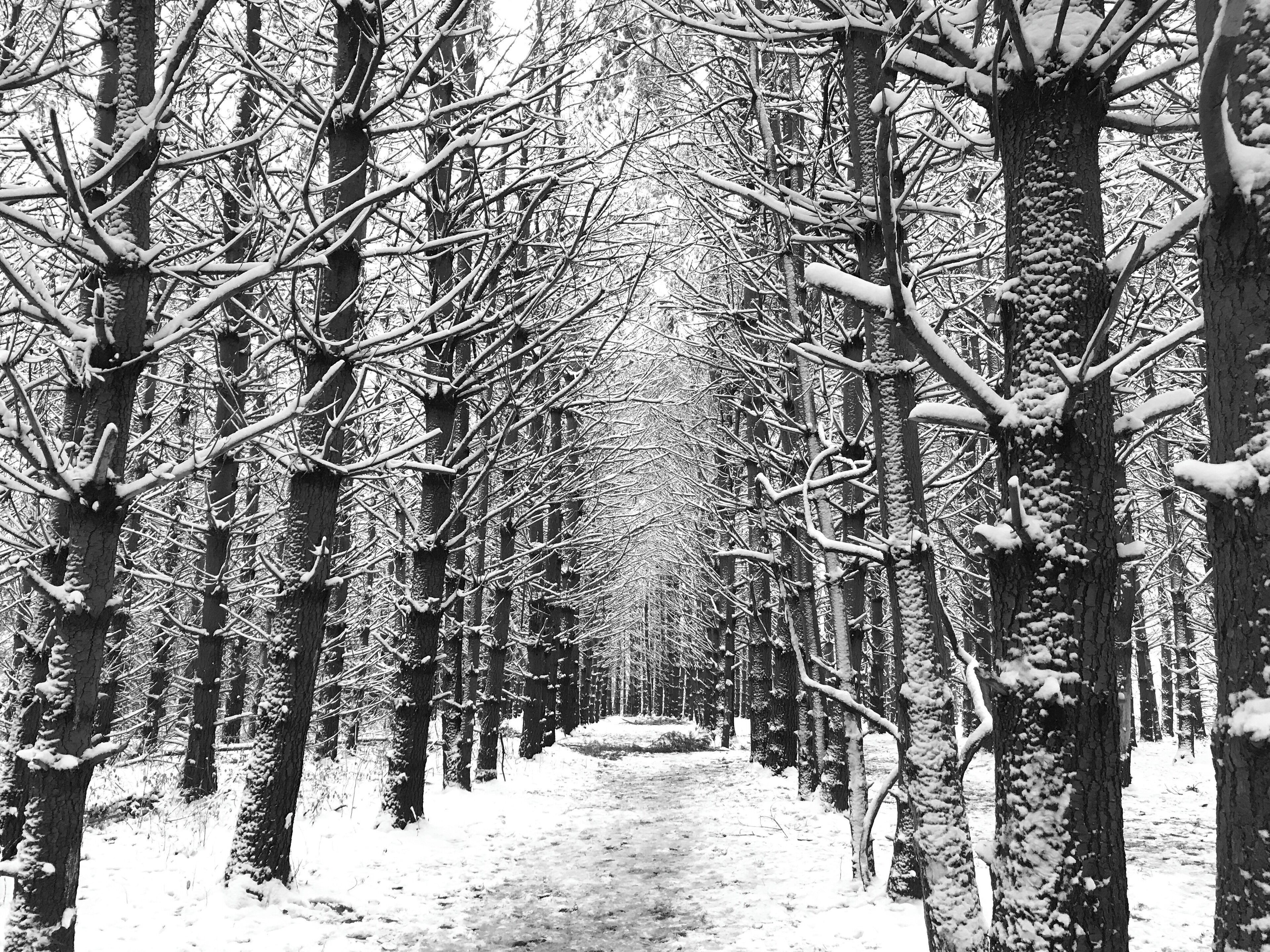 Walking in the woods this past winter.