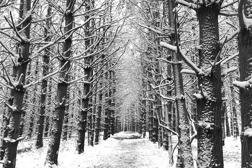 Een pad door een besneeuwd bos, met kale bomen.