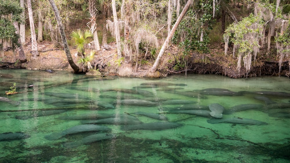 A clear river with visible aquatic plants and trees along the banks.