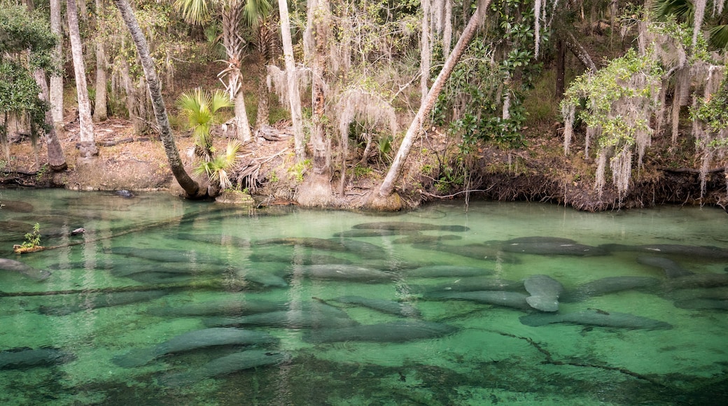 Manatee at Blue SPrings State Park
