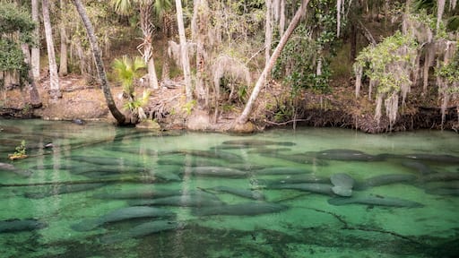 Manatee at Blue SPrings State Park