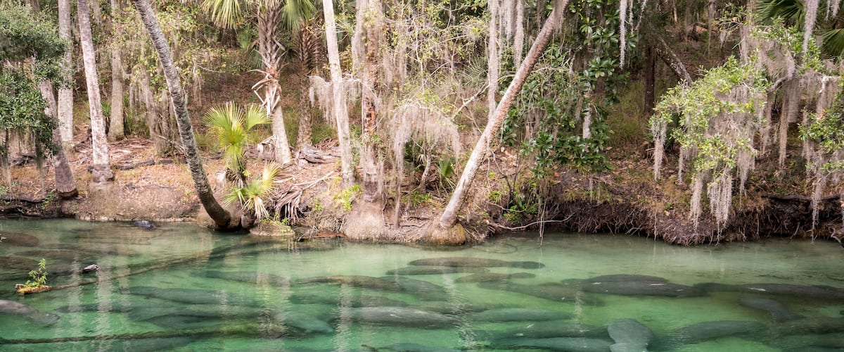 A clear river with visible aquatic plants and trees along the banks.